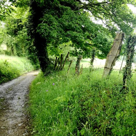 Tineo to Campiello: Camino Primitivo day 6, June 13, 2021