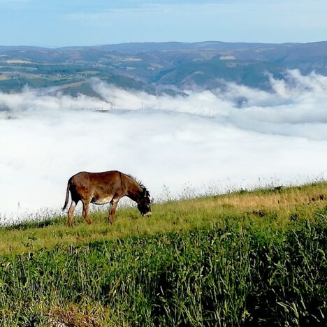 Hospitales to Berducedo: Camino Primitivo Day 8, June 15, 2021