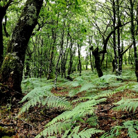 A Rest in Lugo: Camino Primitivo day 14, June 21, 2021